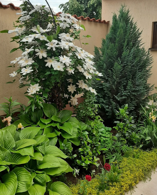 Casă/Vilă 5 camere • Chiajna