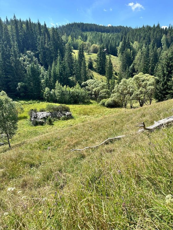 Teren • Iacobeni